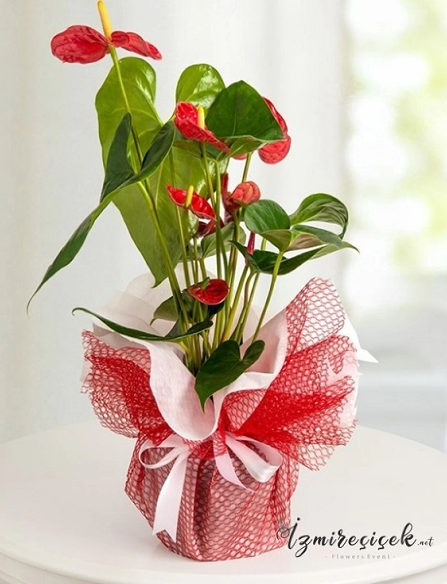 Text